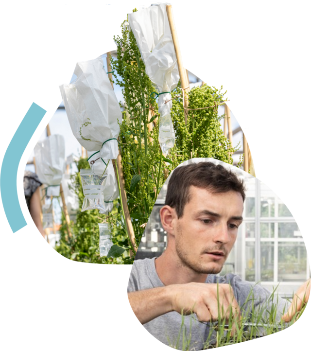 Flowering sugar beet plant next to picture of small wheat plants