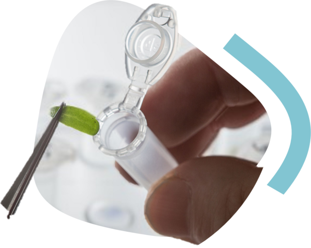 Strube Breeding: Plant part of a sugar beet is placed in a test glass
