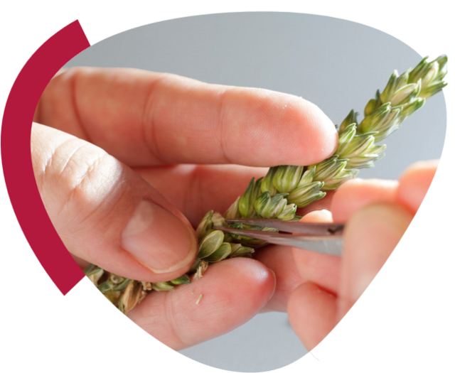 Strube Breeding: Wheat grain is removed from the ear with tweezers
