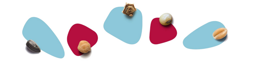 Unser Portfolio umfasst Saatgut für Zuckerrüben, Weizen, Sonnenblume, Kichererbse und Sojabohne