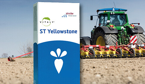 ST Yellowstone is the first Virus Yellows tolerant variety for EU