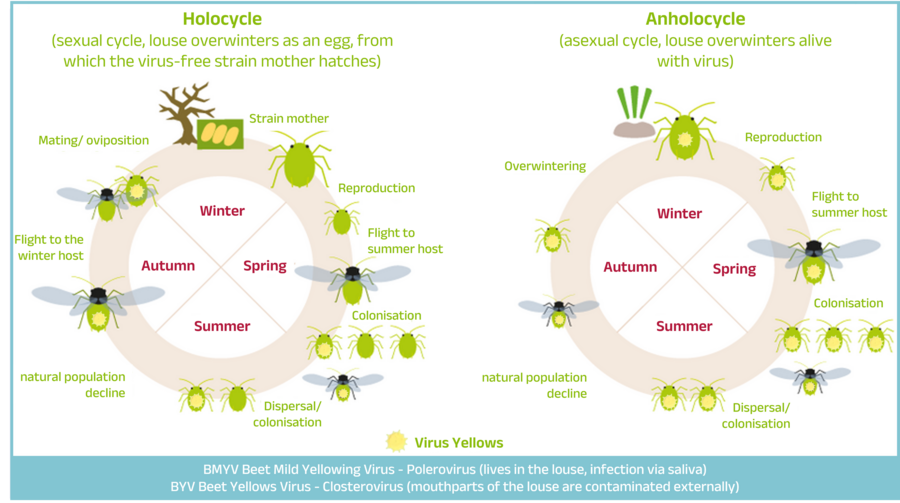 Graphic: Simplified development cycles of the green peach aphid