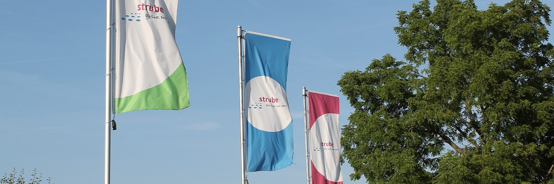 Flags with Strube logo