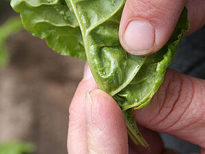 The picture shows the unwinged summer form of the green peach aphid.