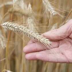 Strube seed quaitly: Wheat ear in hand