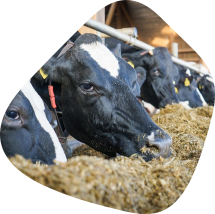 Cows eating a feed mixture with fodder beet from Strube