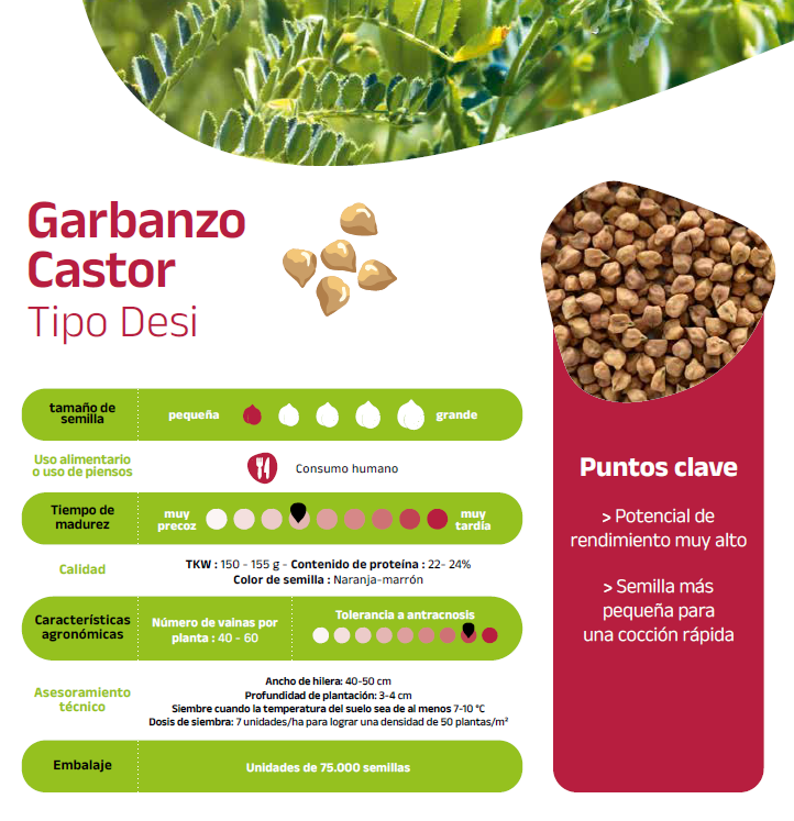 Castor - Garbanzo Espana