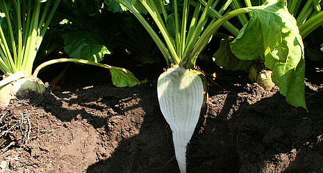 Zuckerrübe im Querschnitt auf dem Feld