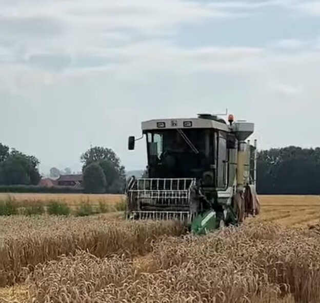 Harvester for wheat breeding nursery