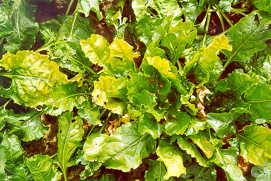 Symptoms of virus yellows in sugar beets Symptoms of virus yellows in sugar beets