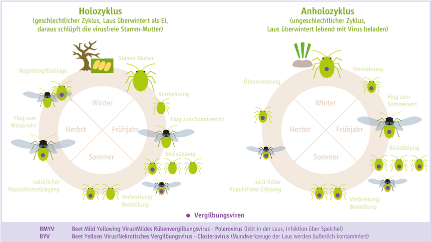 Grafik: Vereinfachte Entwicklungszyklen der Grünen Pfirsichblattlaus