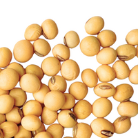 Semillas de soja de Strube/RAGT Semillas de soja de Strube/RAGT