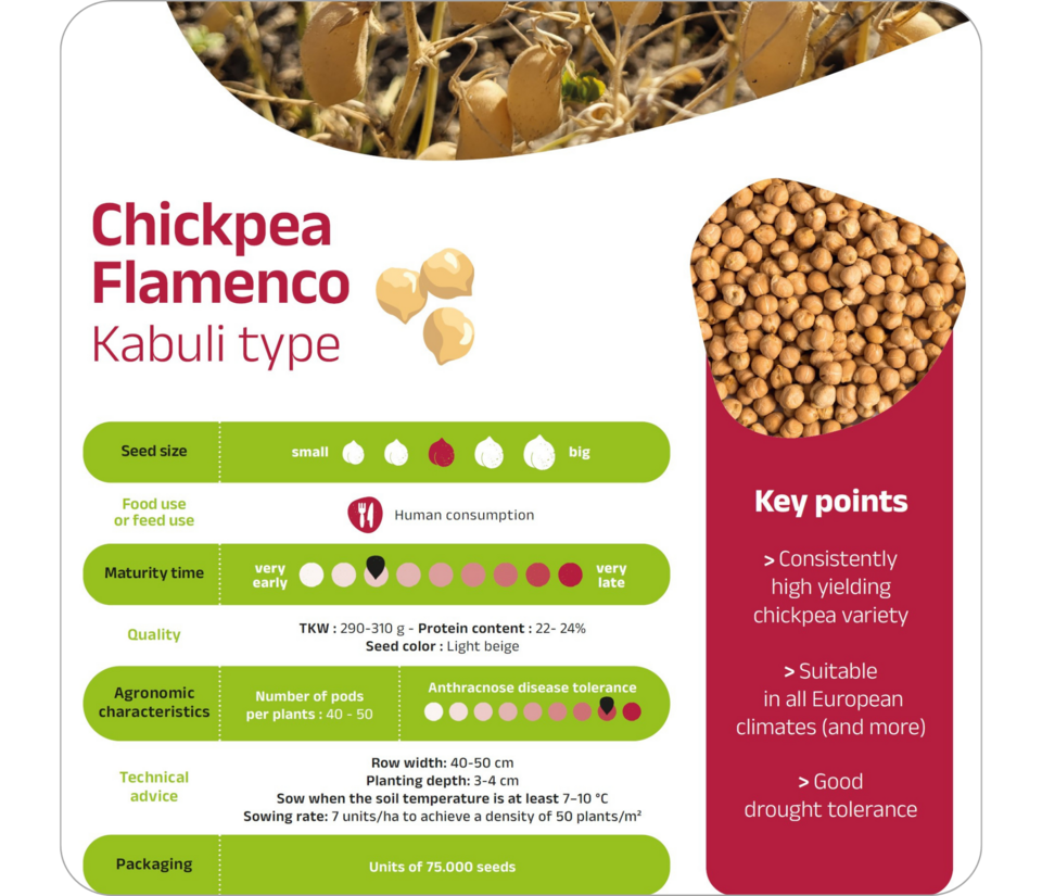 Chickpea - Flamenco