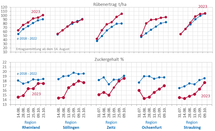 Graph: Root yield and sugar content of test harvestings every fortheen days from the end of july until the middle/end of october