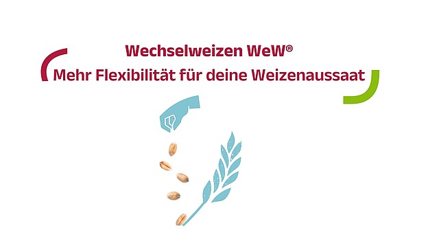 Hand die Wechselweizen von Strube aussät