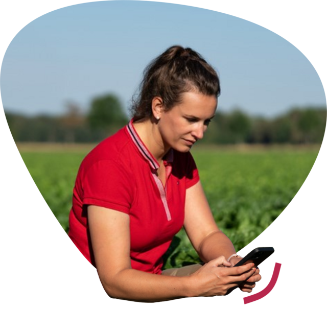 Frau mit Mobiltelefon, die das Blatt der Zuckerrübe fotografiert