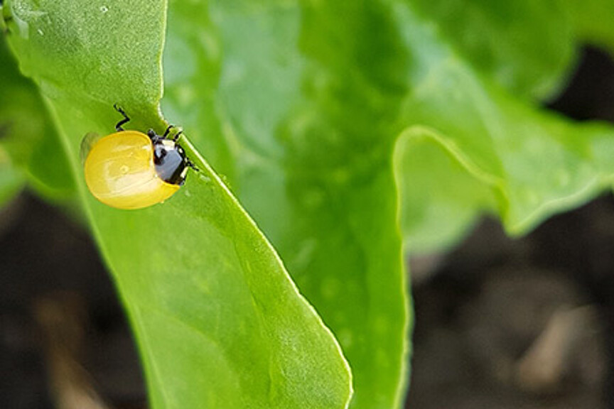 Marienkäfer im Juni