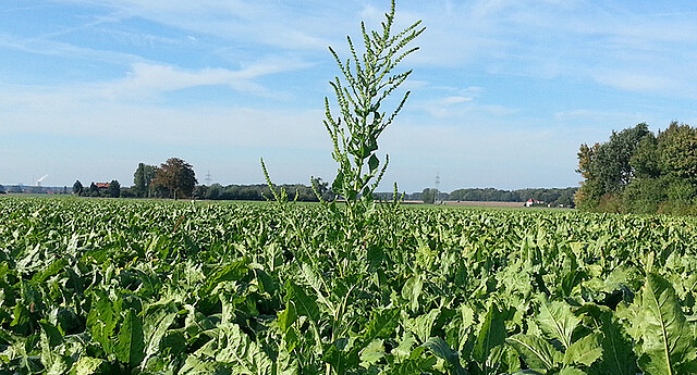 Schosser einer Zuckerrübenplfanze im Feld.