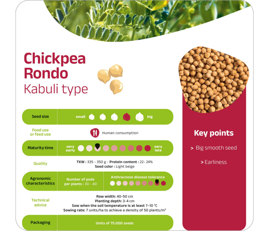 Chickpea - Rondo