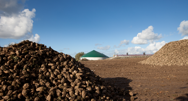 Beet heap is stored in front of the biogas plant