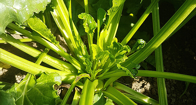 Leaf emergence with Syndrome Basses Richesse 