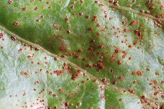 On a closer look it can be seen that the pustules are open and are spreading brown spores. These spores of the fungi are spread over the leaf.