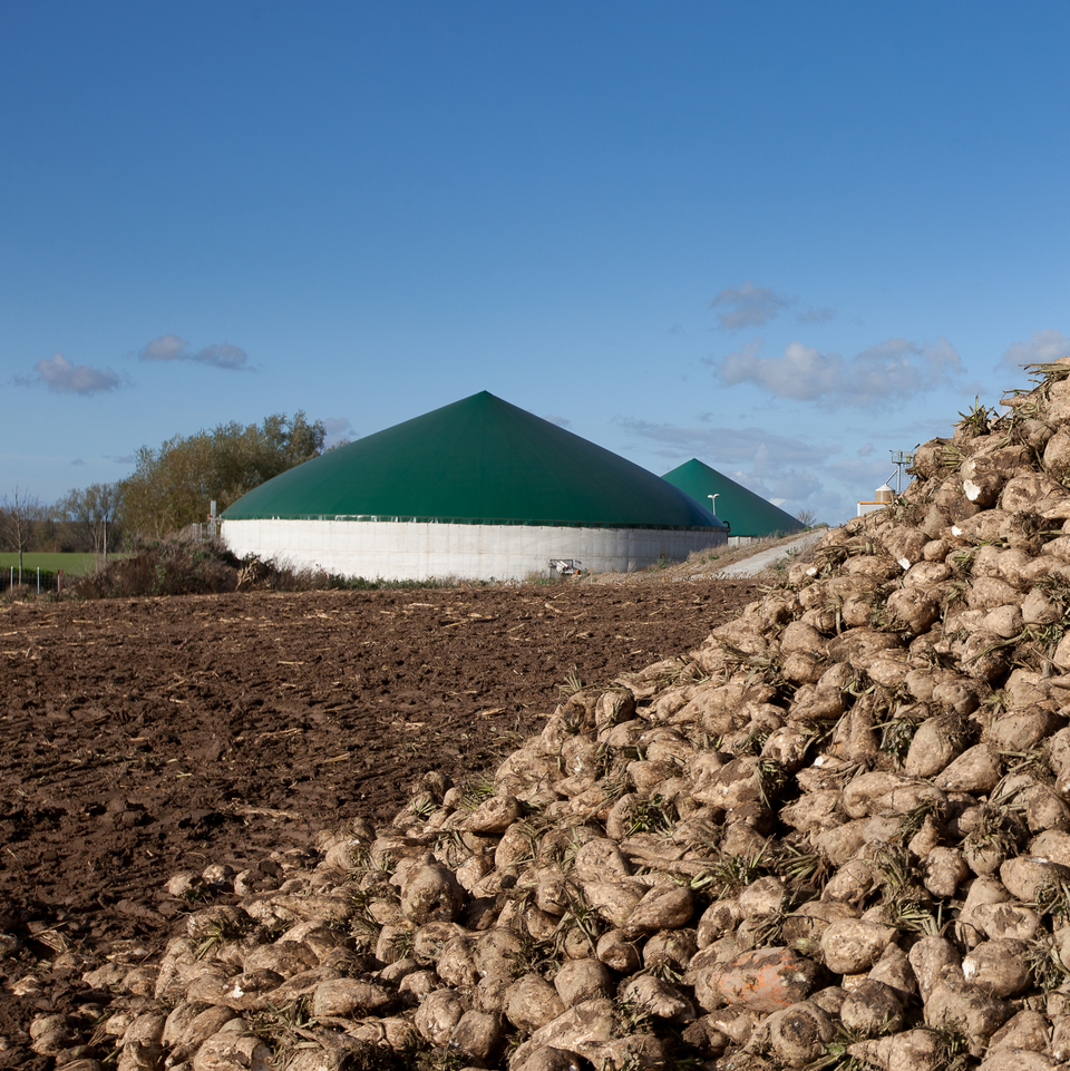 Beet clamp in front of a biogas plant