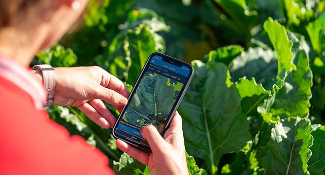 Mit der BeetControl App wird ein Blatt auf Cercospora untersucht