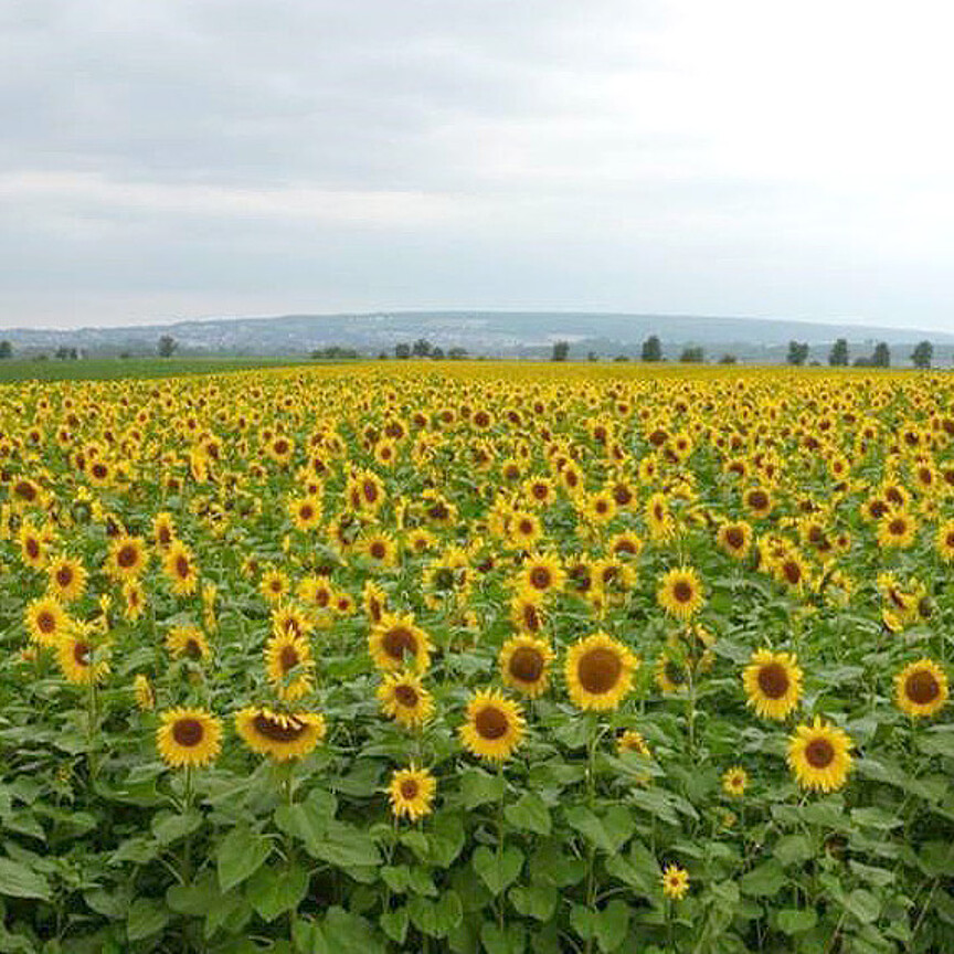 Strube Saatzucht: Sonnenblumenanbau am Elm