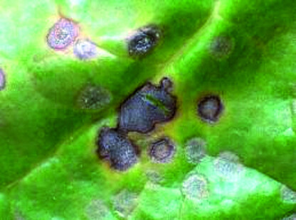 Cercospora, bladvlekkenziekte