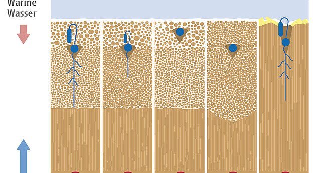 Diagramm mit Einflüssen auf das Saatbett