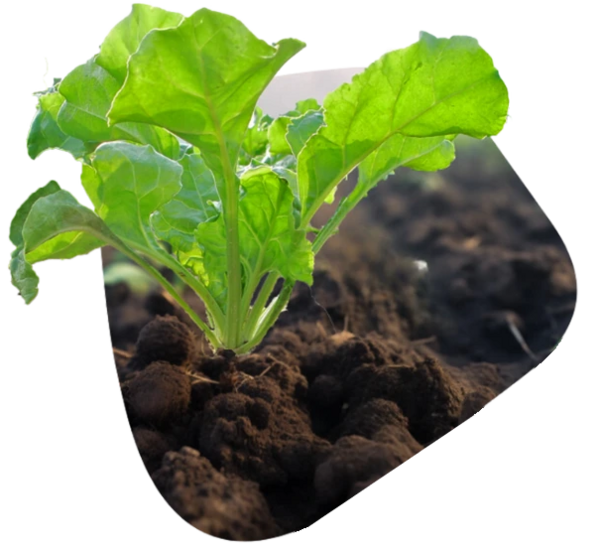 Zuckerrübe von Strube (RAGT) im Licht