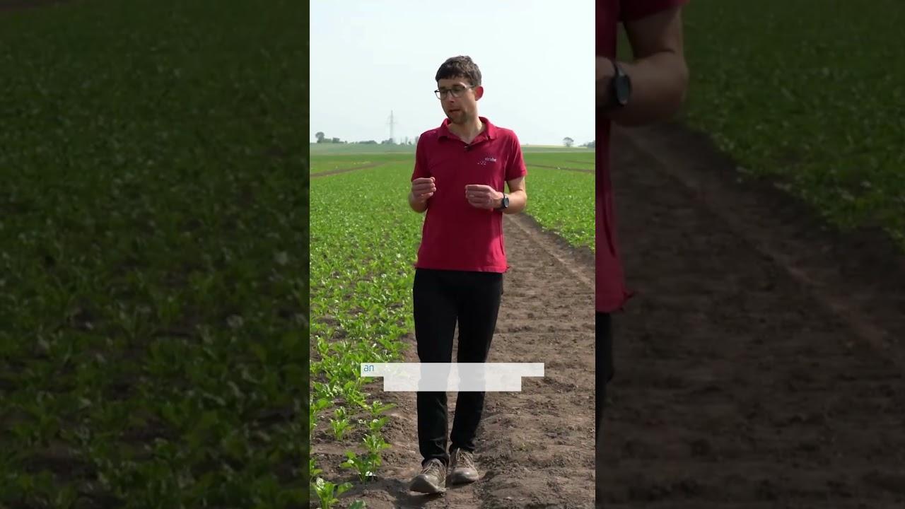 2nd step in breeding for virus yellows tolerant varieties