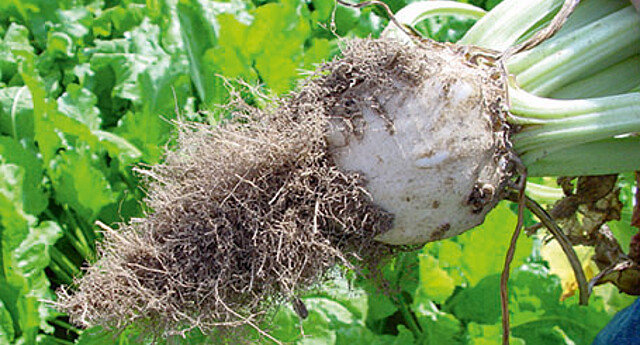 Strube Saatzucht: BeetClinic - Krankheitsbild bei starker Rizomania Strube Saatzucht: BeetClinic - Krankheitsbild bei starker Rizomania