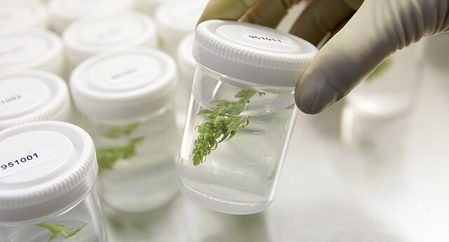 Sugar beet plant parts in test tubes Sugar beet plant parts in test tubes