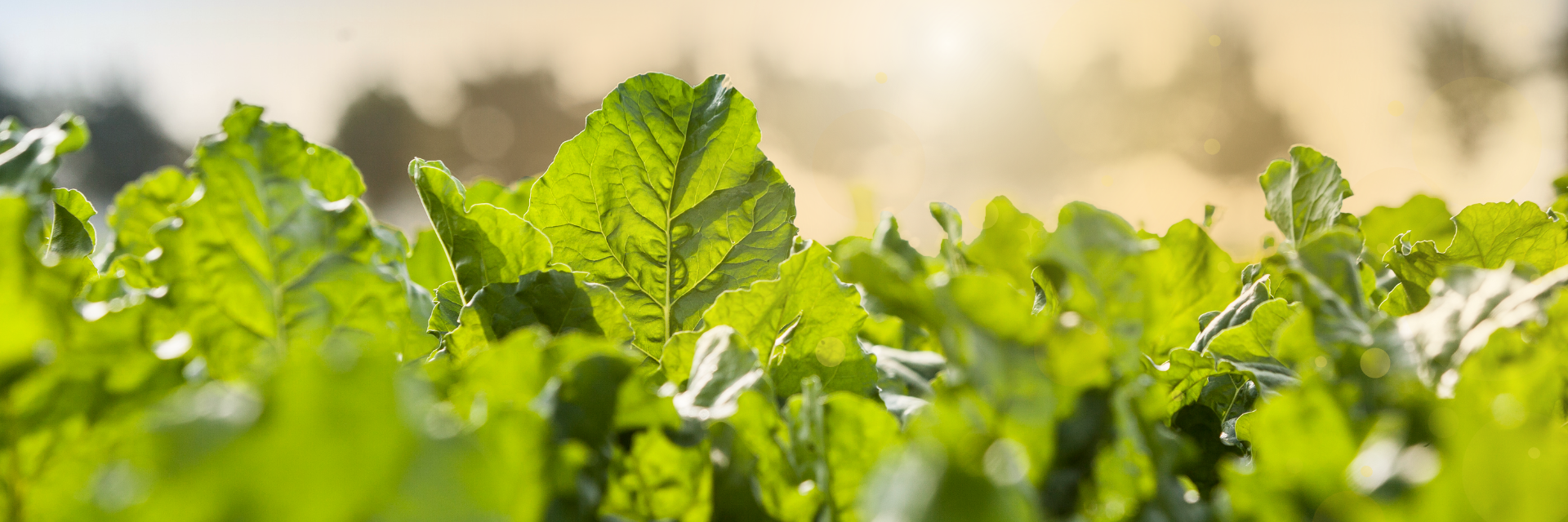 Sugar beet field in sunlight with healthy green leaves