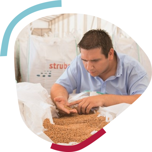 Employee visually checking the seed quality of the wheat in the big bags