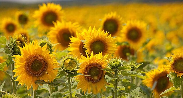 Strube Saatzucht Österreich - Sonnenblumenfeld