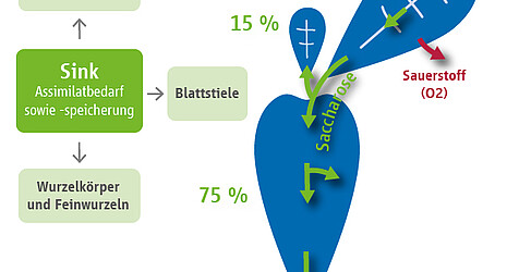 Grafik: Das Source-Sink-Prinzip, schematische Darstellung von Assimilatbildung, -transport und -speicherung bei der Zuckerrübe