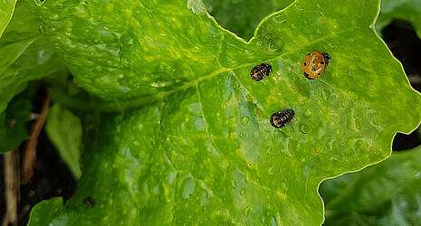 Marienkäfer sind eine natürlichen Bekämpfung von Blattläsuen