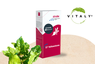 ST Yellowstone is the first Virus Yellows tolerant variety for EU ST Yellowstone is the first Virus Yellows tolerant variety for EU