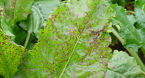 Starker Befall einer Zuckerrübe mit Cercospora. Mit Hilfe der BeetControl App können Sie den Befall und das Risiko selbst einschätzen