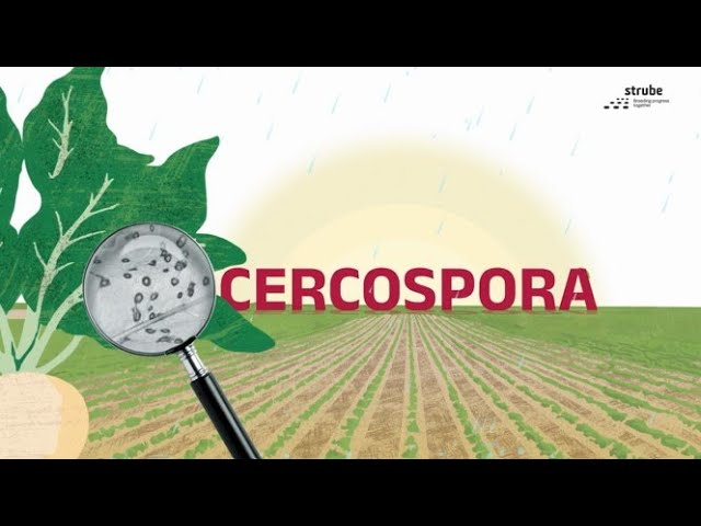 Cercospora: So handelst du als Experte