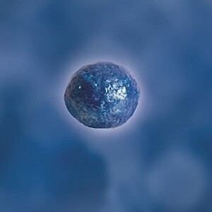 Seed quality index Seed quality index