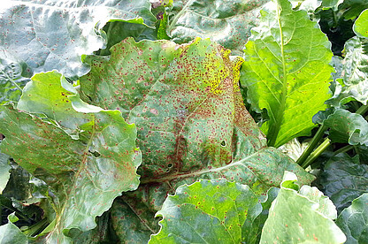 Optimal conditions for rust are higher humidity and medium temperatures (15 to a maximum of 22°C). Rust of sugar beet can be relevant when it comes to yield losses. 