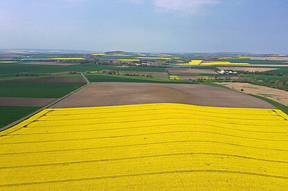 Der Raps steht in voller Blüte.