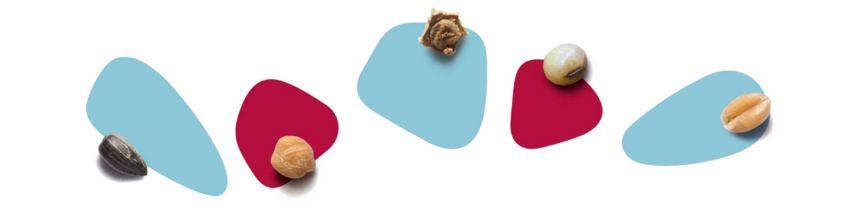 Unser Portfolio umfasst Saatgut für Zuckerrüben, Weizen, Sonnenblume, Kichererbse und Sojabohne