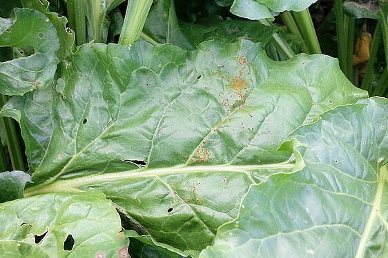 For Rust small colored pustules appear on the leaves of the sugar beet. 