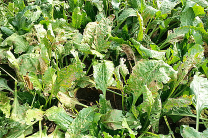 Leaf spots of Ramularia in autumn.