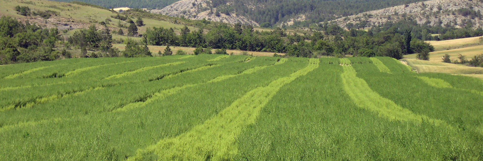 Propagation field in France: In the seed multiplication fields, the female, male-sterile parent plants are planted next to the male parents for targeted pollination. Propagation field in France: In the seed multiplication fields, the female, male-sterile parent plants are planted next to the male parents for targeted pollination.